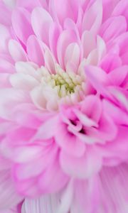 Preview wallpaper chrysanthemum, flower, macro, petals, pink