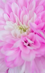 Preview wallpaper chrysanthemum, flower, macro, petals, pink