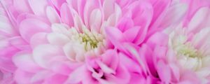 Preview wallpaper chrysanthemum, flower, macro, petals, pink