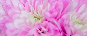 Preview wallpaper chrysanthemum, flower, macro, petals, pink