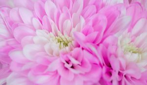 Preview wallpaper chrysanthemum, flower, macro, petals, pink