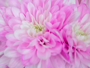 Preview wallpaper chrysanthemum, flower, macro, petals, pink