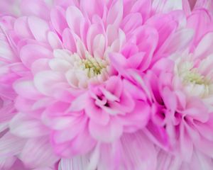 Preview wallpaper chrysanthemum, flower, macro, petals, pink