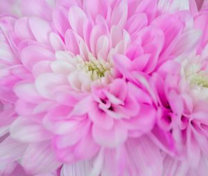 Preview wallpaper chrysanthemum, flower, macro, petals, pink