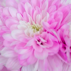 Preview wallpaper chrysanthemum, flower, macro, petals, pink