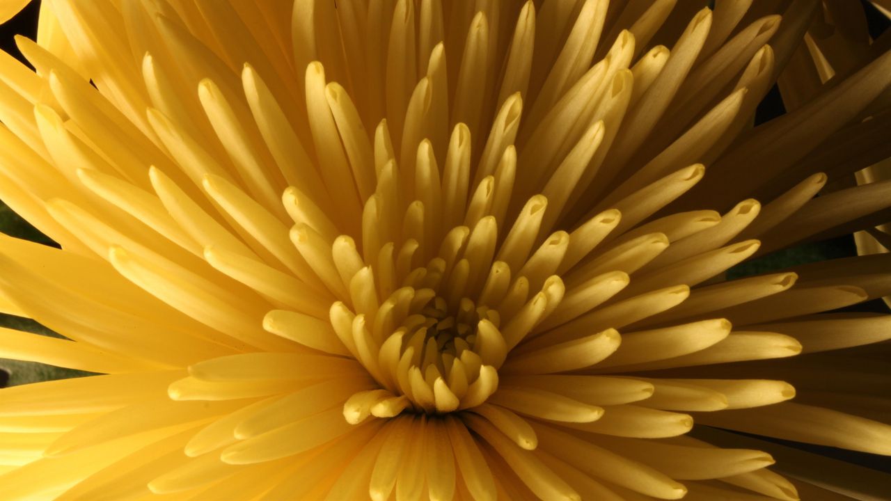 Wallpaper chrysanthemum, flower, macro, petals, yellow