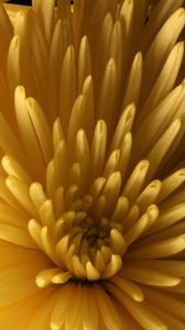 Preview wallpaper chrysanthemum, flower, macro, petals, yellow