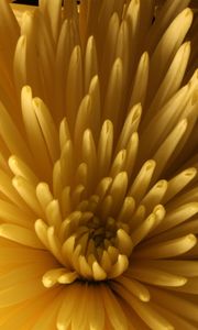 Preview wallpaper chrysanthemum, flower, macro, petals, yellow