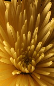 Preview wallpaper chrysanthemum, flower, macro, petals, yellow