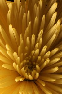 Preview wallpaper chrysanthemum, flower, macro, petals, yellow