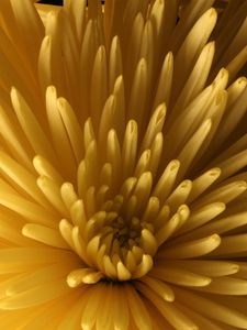 Preview wallpaper chrysanthemum, flower, macro, petals, yellow