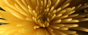 Preview wallpaper chrysanthemum, flower, macro, petals, yellow