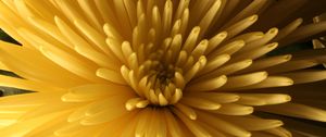 Preview wallpaper chrysanthemum, flower, macro, petals, yellow