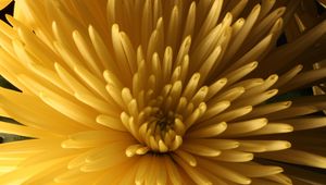 Preview wallpaper chrysanthemum, flower, macro, petals, yellow