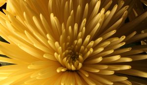 Preview wallpaper chrysanthemum, flower, macro, petals, yellow
