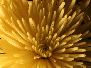 Preview wallpaper chrysanthemum, flower, macro, petals, yellow