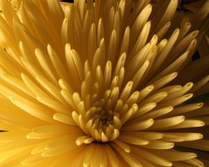 Preview wallpaper chrysanthemum, flower, macro, petals, yellow