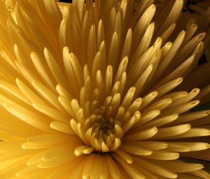 Preview wallpaper chrysanthemum, flower, macro, petals, yellow