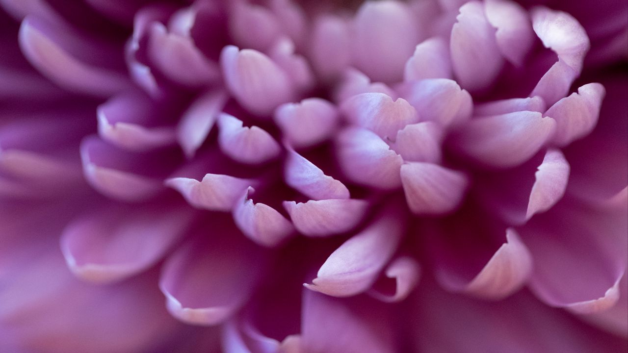 Wallpaper chrysanthemum, flower, petals, pink, macro, blur