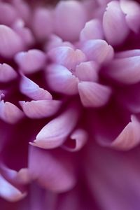 Preview wallpaper chrysanthemum, flower, petals, pink, macro, blur