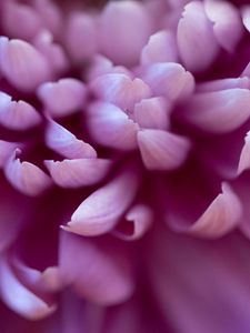 Preview wallpaper chrysanthemum, flower, petals, pink, macro, blur