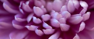 Preview wallpaper chrysanthemum, flower, petals, pink, macro, blur