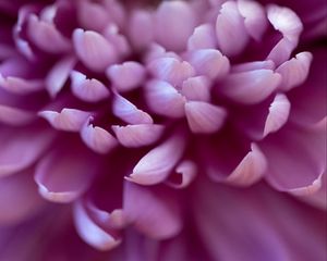 Preview wallpaper chrysanthemum, flower, petals, pink, macro, blur