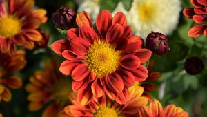 Preview wallpaper chrysanthemum, flower, petals