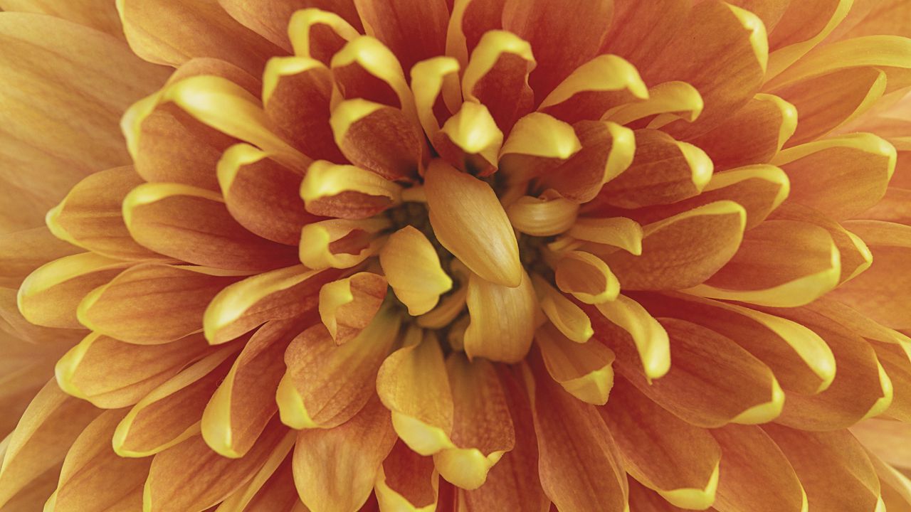 Wallpaper chrysanthemum, flower, petals, macro, orange