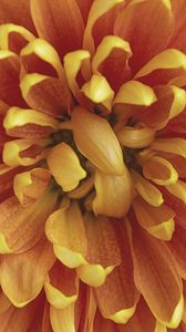 Preview wallpaper chrysanthemum, flower, petals, macro, orange