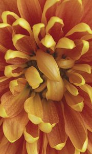 Preview wallpaper chrysanthemum, flower, petals, macro, orange