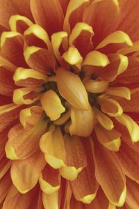 Preview wallpaper chrysanthemum, flower, petals, macro, orange