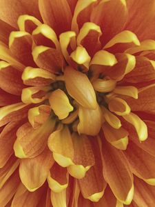 Preview wallpaper chrysanthemum, flower, petals, macro, orange