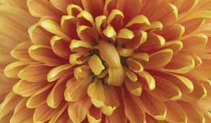 Preview wallpaper chrysanthemum, flower, petals, macro, orange