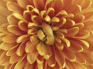 Preview wallpaper chrysanthemum, flower, petals, macro, orange