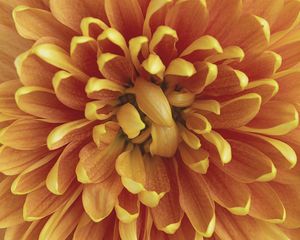 Preview wallpaper chrysanthemum, flower, petals, macro, orange