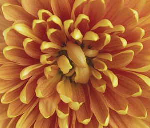 Preview wallpaper chrysanthemum, flower, petals, macro, orange