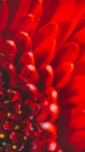 Preview wallpaper chrysanthemum, flower, petals, macro, red