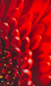 Preview wallpaper chrysanthemum, flower, petals, macro, red