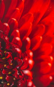 Preview wallpaper chrysanthemum, flower, petals, macro, red