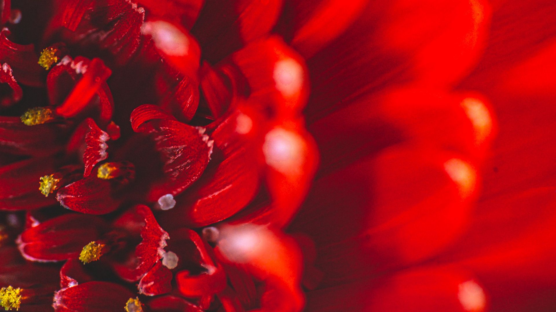 Download wallpaper 1920x1080 chrysanthemum, flower, petals, macro, red