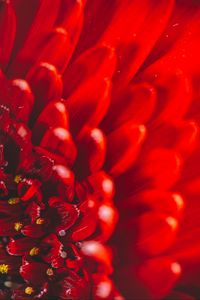 Preview wallpaper chrysanthemum, flower, petals, macro, red