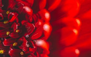 Preview wallpaper chrysanthemum, flower, petals, macro, red