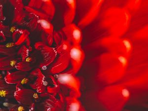 Preview wallpaper chrysanthemum, flower, petals, macro, red