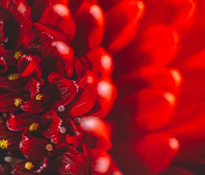 Preview wallpaper chrysanthemum, flower, petals, macro, red