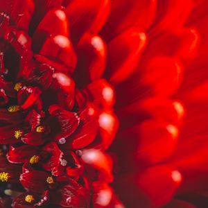 Preview wallpaper chrysanthemum, flower, petals, macro, red