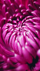 Preview wallpaper chrysanthemum, flower, petals, macro, purple