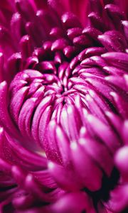 Preview wallpaper chrysanthemum, flower, petals, macro, purple