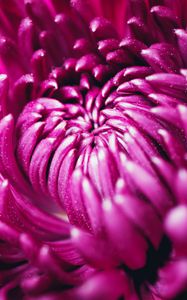 Preview wallpaper chrysanthemum, flower, petals, macro, purple