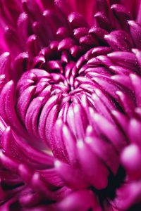 Preview wallpaper chrysanthemum, flower, petals, macro, purple